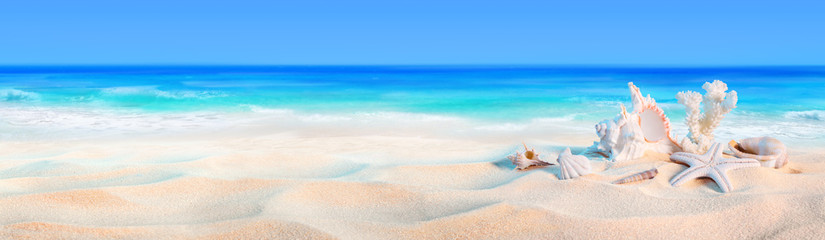 seashells on seashore - beach holiday background
