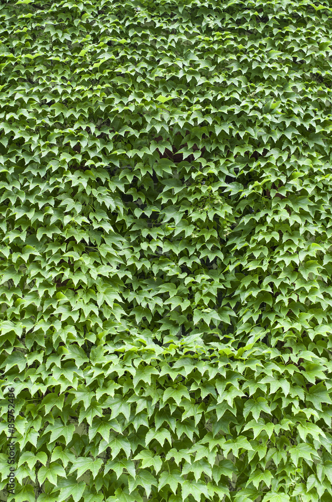 Virginia creeper covered wall with window Virginia creeper covered wall with window