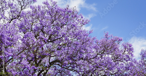 Εκτύπωση καμβά jacaranda-Baum