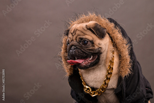 Pug portrait photo