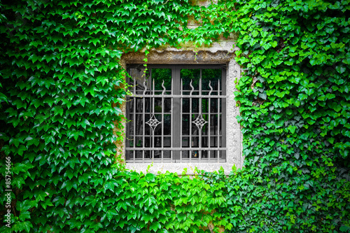 Insulation by ivy clinging to the wall and around a windows
