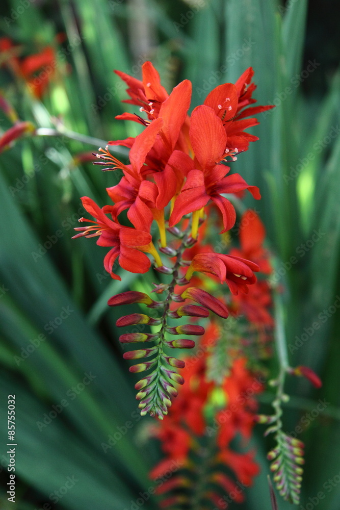 Red Crocosmia Lucifer flowers Red Crocosmia Lucifer flowers