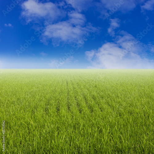 Green paddy rice field and blue sky.