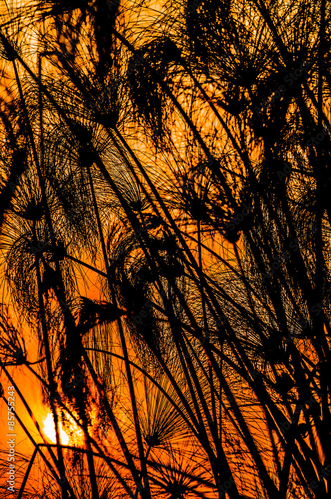 Obraz premium Sunset with silhouette of papirus