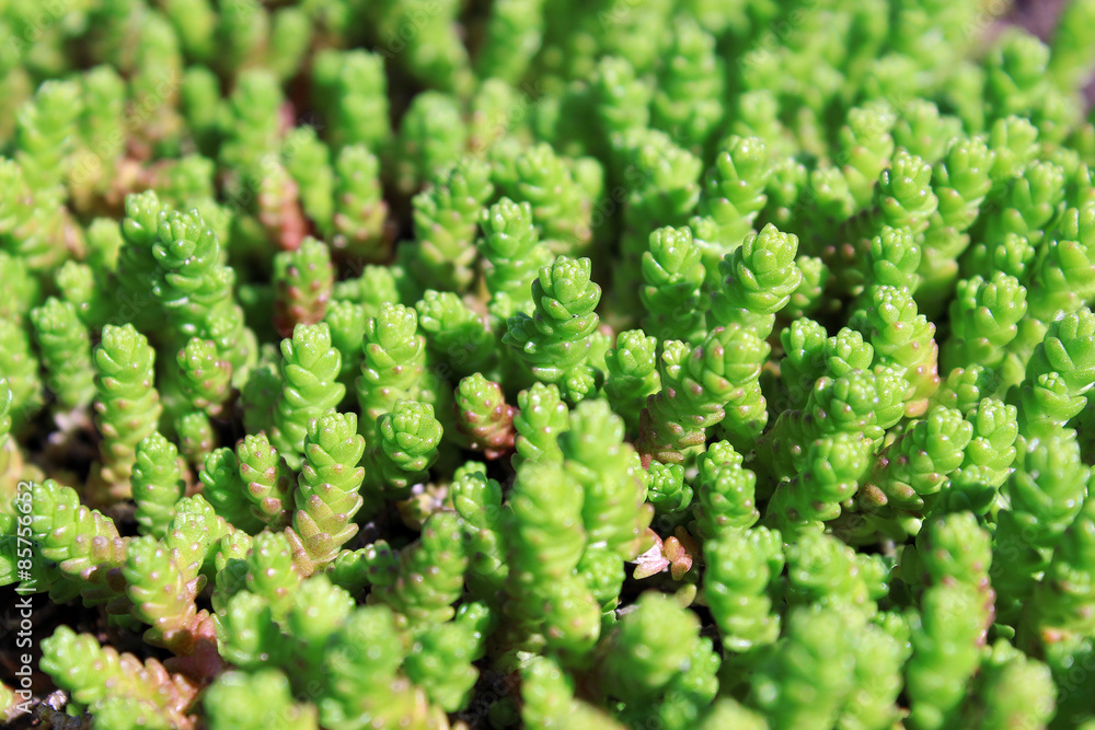 Background of the young shoots Background of the young shoots