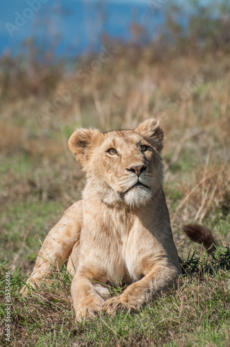 Fototapeta Naklejka Na Ścianę i Meble -  Lioness at Ngorongoro Crater