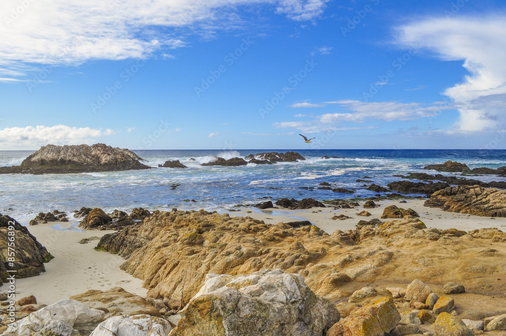 Sea Gull Near Seal Rock