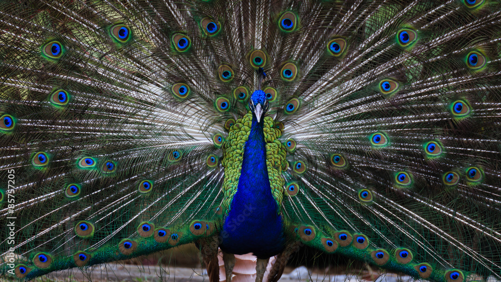 Obraz premium Amazing and beautiful peacock openning its wing