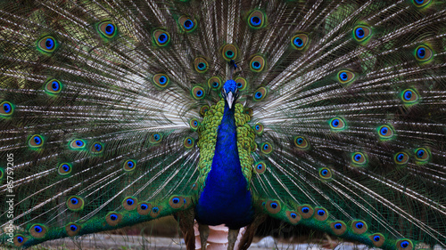 Amazing and beautiful peacock openning its wing