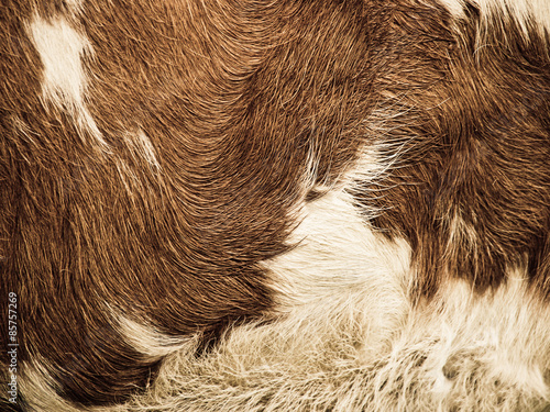 cow fur background (25)