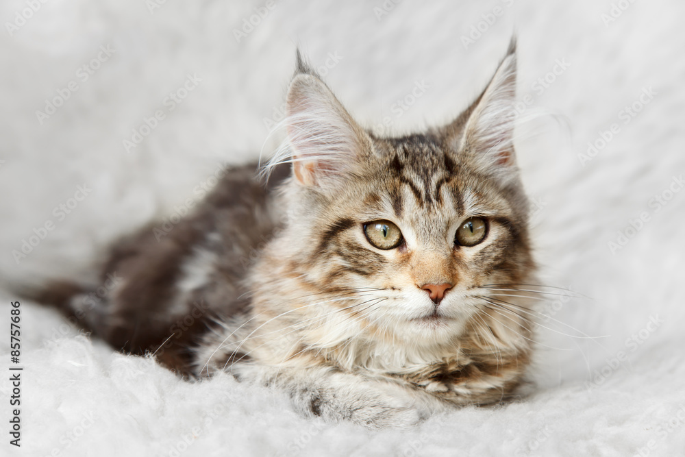 Silver black maine coon kitten posing on background fur