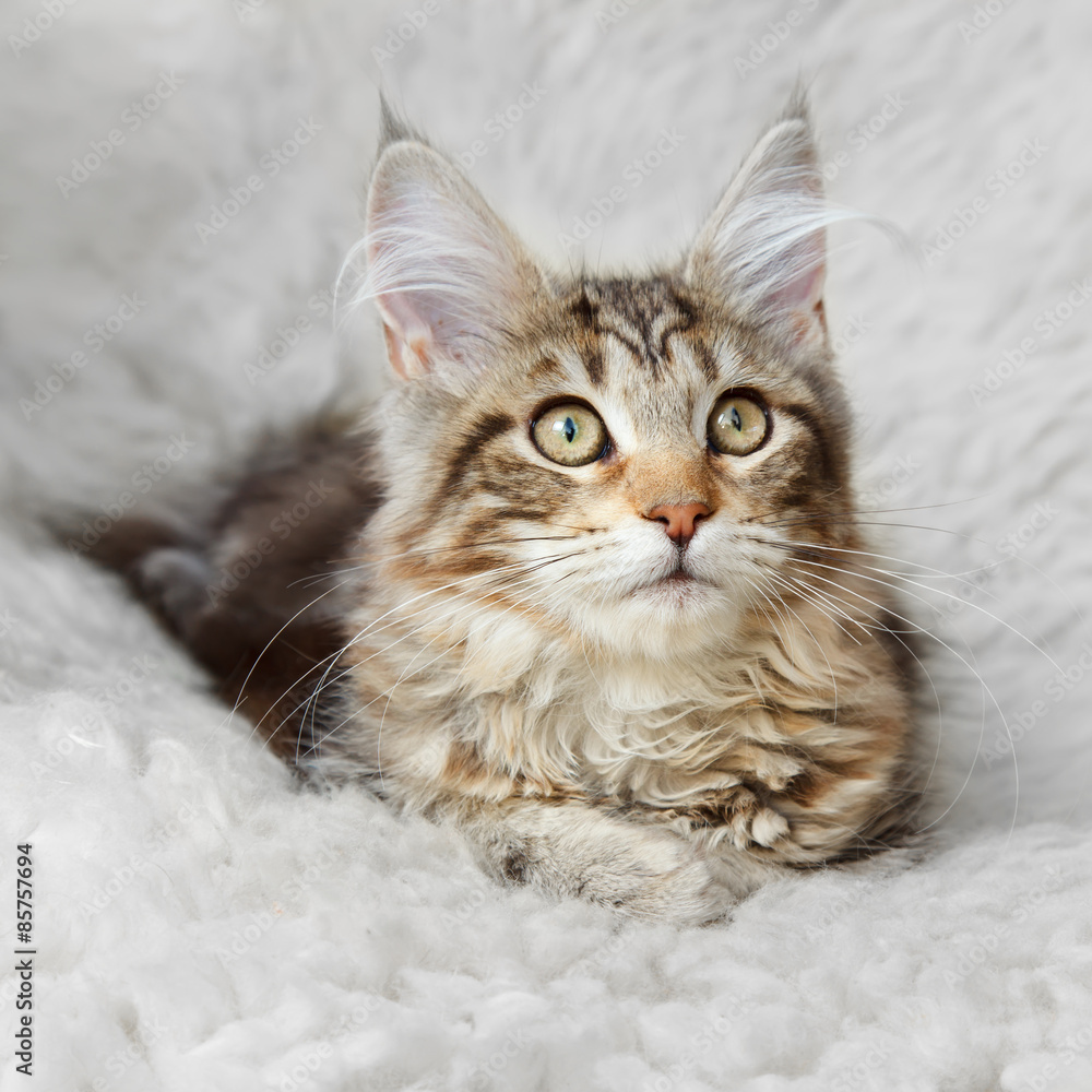 Fototapeta premium Silver black kitten maine coon posing on white background fur