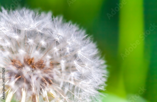 Dandelion flower with fluff, macro photo