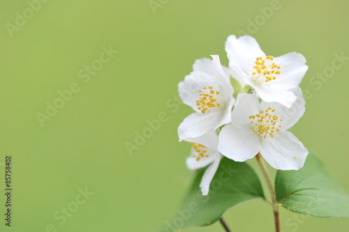 Blooming twig of Jasmine on a sunny day.White flowers of Jasmine on a green background. 