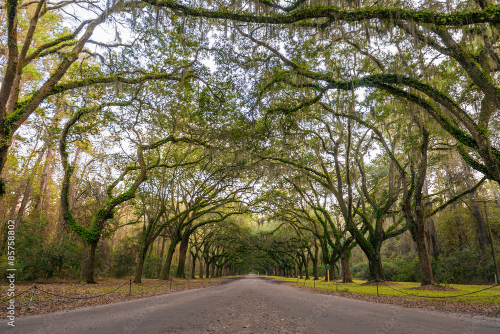 Oak tree lined road