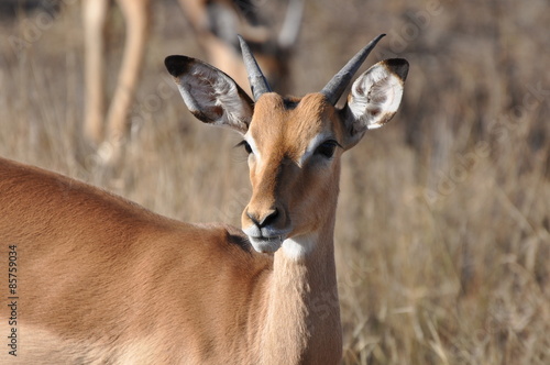 Impala Male Adolescent Portrait