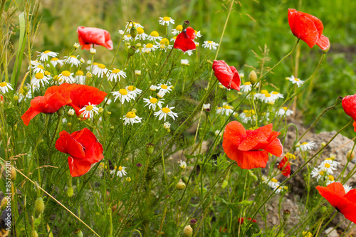 Fototapeta Naklejka Na Ścianę i Meble -  Maki na łące.