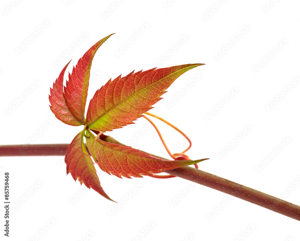 Fototapeta premium Multicolor autumn twig of grapes leaves, parthenocissus quinquef