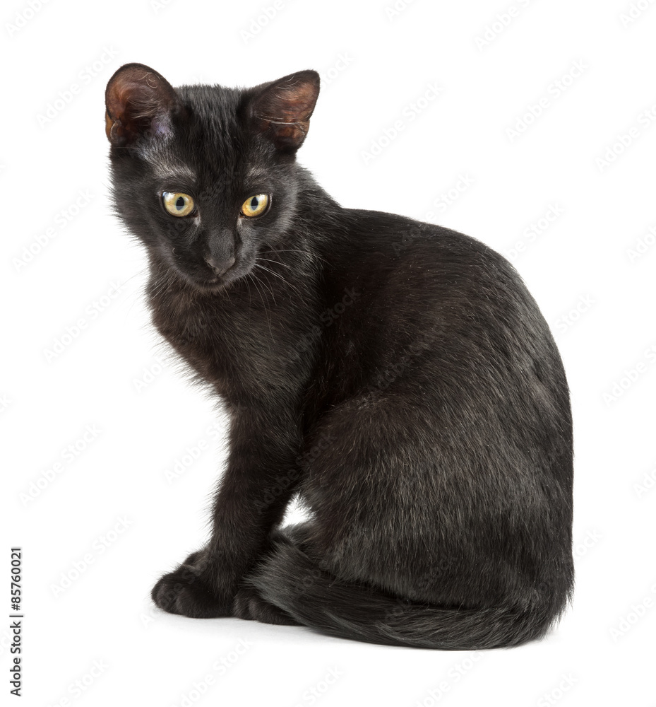 sitting black kitten