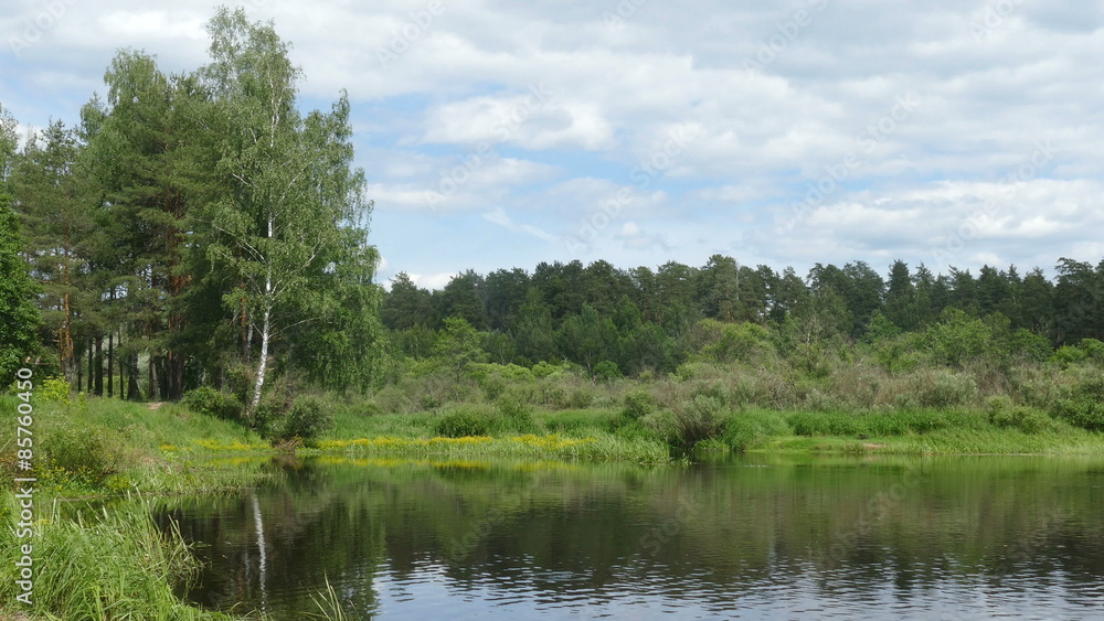 Forest landscape (pine and birch) in the summer at the lake Forest landscape (pine and birch) in the summer at the lake
