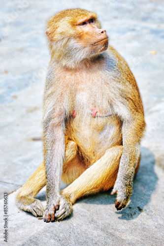 Hamadryas Baboon monkey.