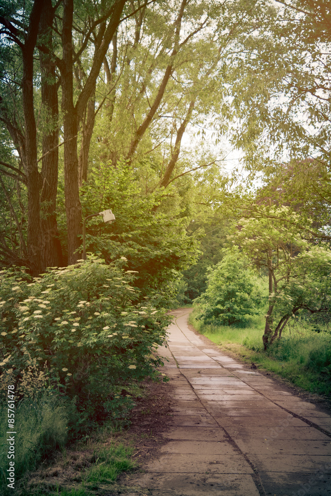 Fototapeta premium Road in forest