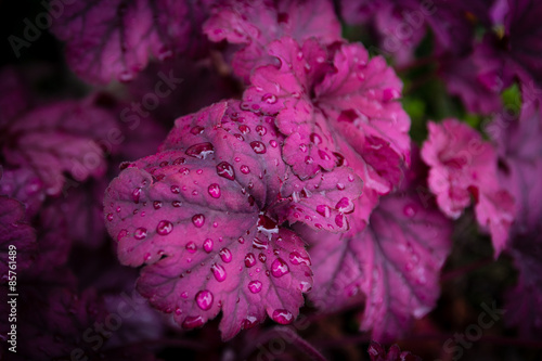 Heuchera after rain