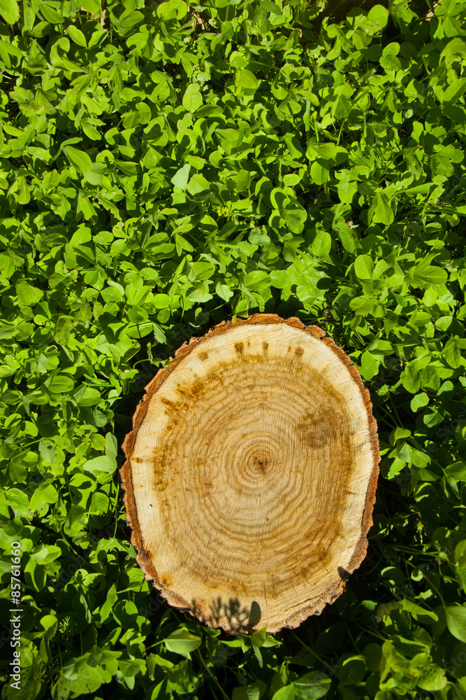 tree stump on the grass tree stump on the grass