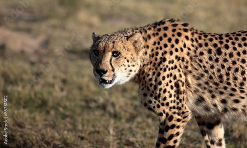 A beautiful  image of a cheetah walking oven the plains.Taken on safari in Africa.