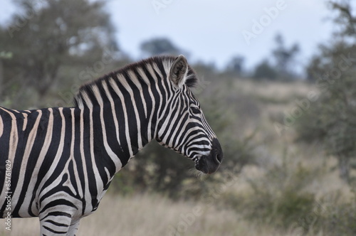 Burchell s Zebra Profile Portrait