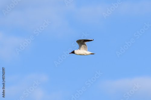 Black-headed gull (Chroicocephalus ridibundus) in flight with a clouded sky