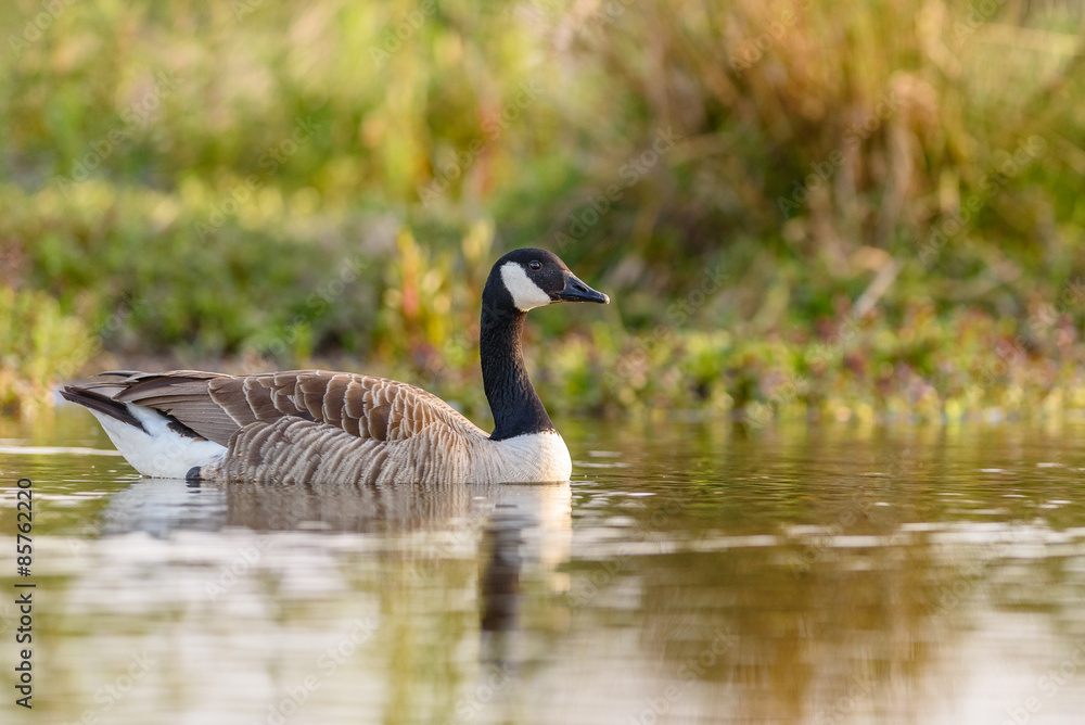 Canada Goose (Branta canadensis) swimming in a pond. Canada Goose (Branta canadensis) swimming in a pond.