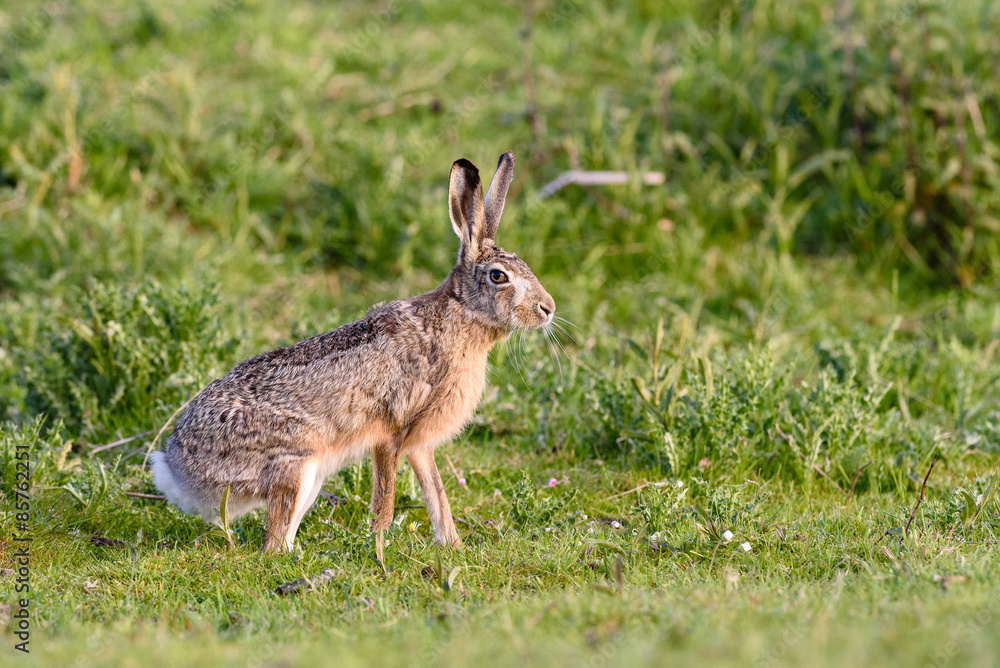 Fototapeta premium European hare (Lepus europaeus) in its habitat.