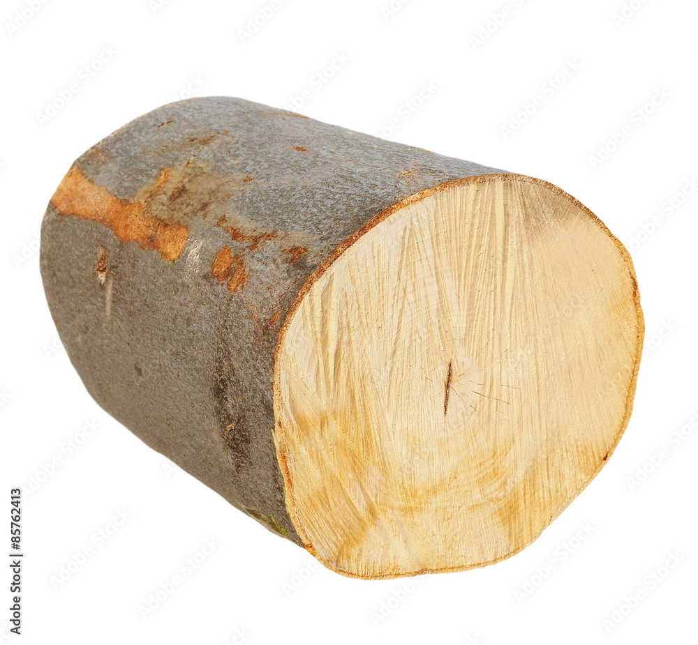 beech wood, stump log fire wood isolated on white background with