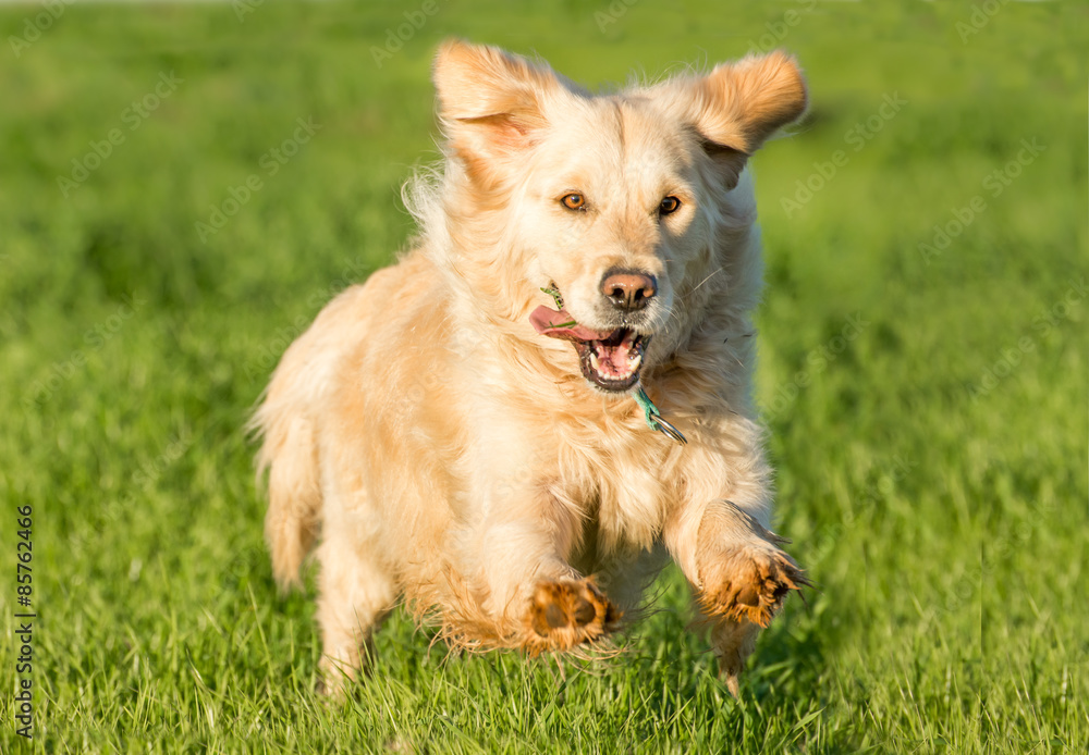 Golden Retriever Running