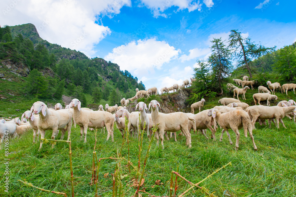 Transhumance of sheep in the mountains