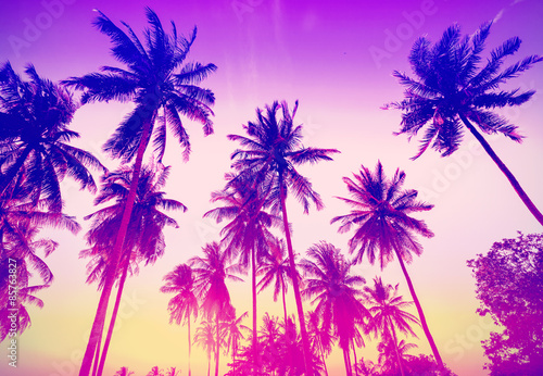 Vintage toned palm trees silhouettes at sunset. © MaciejBledowski
