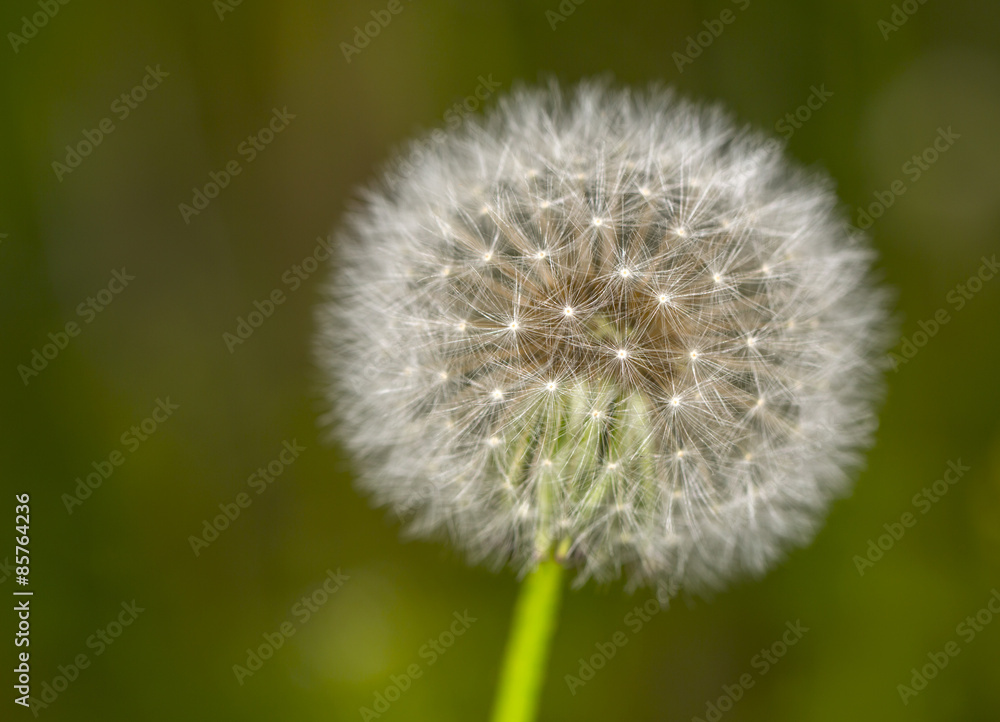 Dandelion in field with narrow depth of field Dandelion in field with narrow depth of field