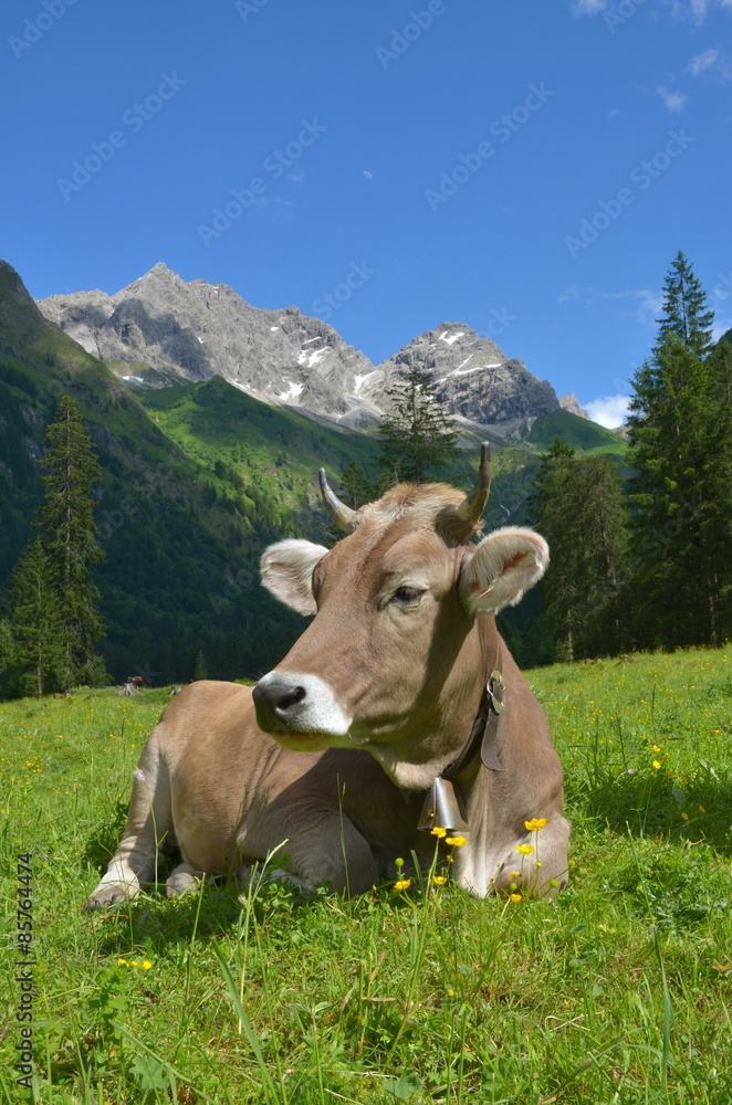 Wunschmotiv: Kuh auf Weide im Gebirge #85764474