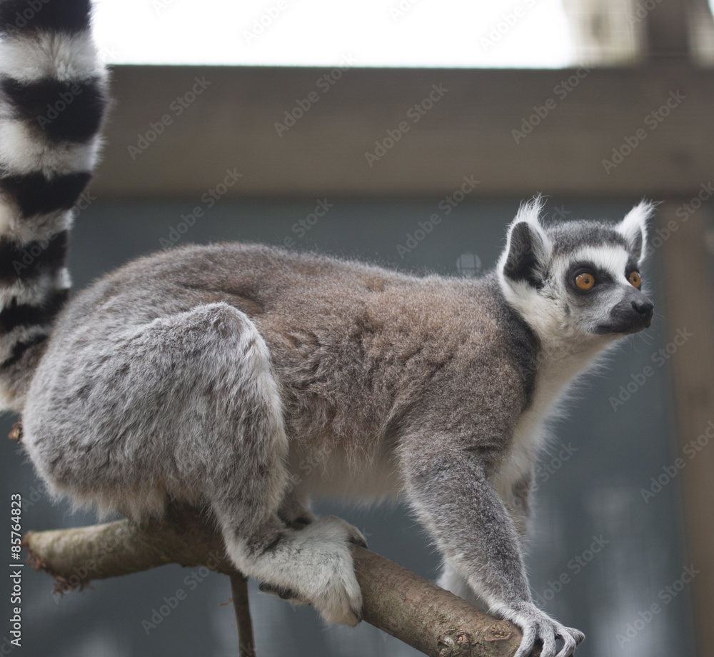 Fototapeta premium Lemur