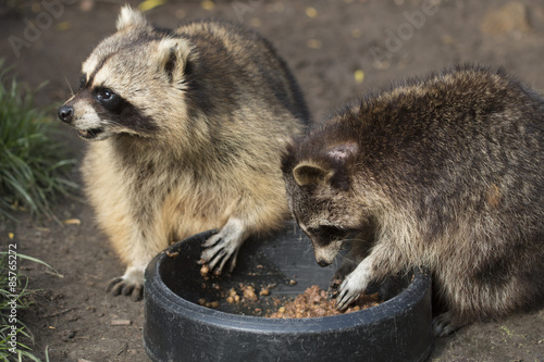 Two raccoons eating