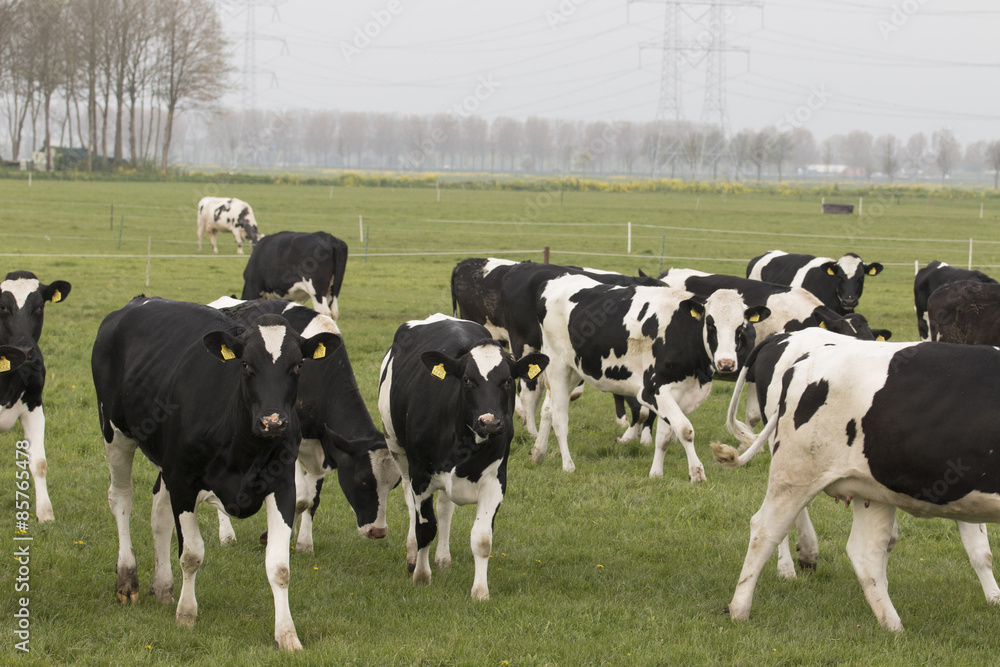 Cows in grassland