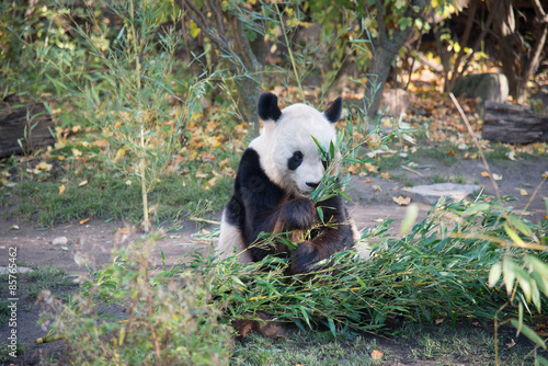 Fototapeta Naklejka Na Ścianę i Meble -  Panda che mangia