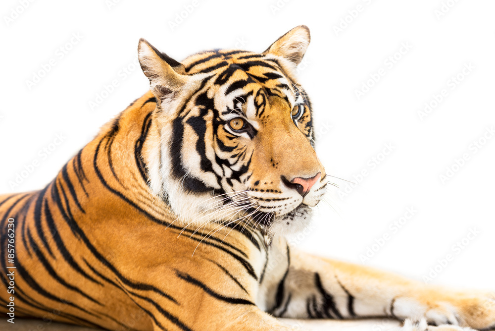 Obraz premium Siberian tiger isolated