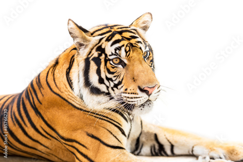 Siberian tiger isolated
