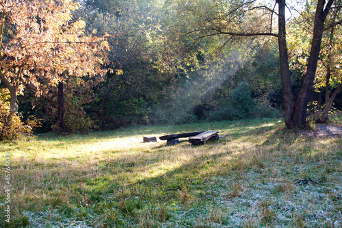 Clearing in the forest in sunny summer morning
