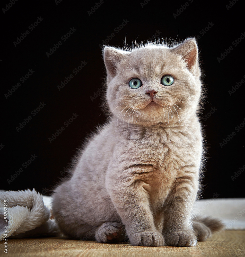 portrait of british short hair kitten