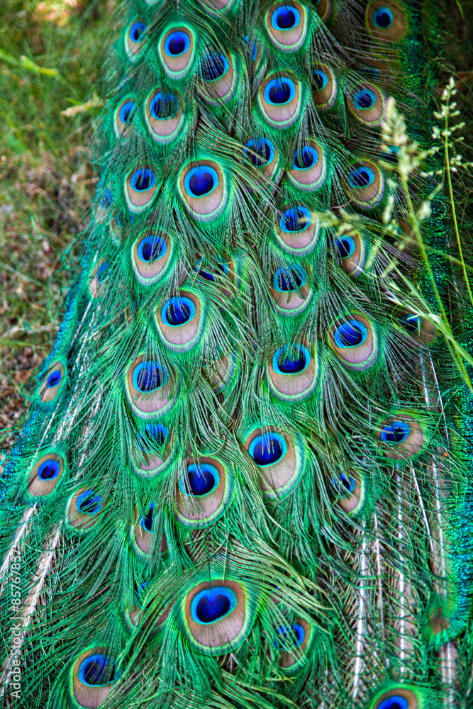 Obraz premium Peacock green and blue plumage