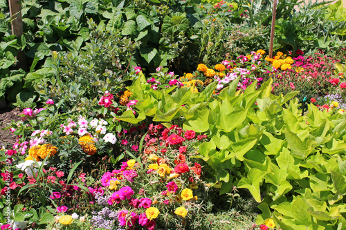 Flowers and vegetables garden