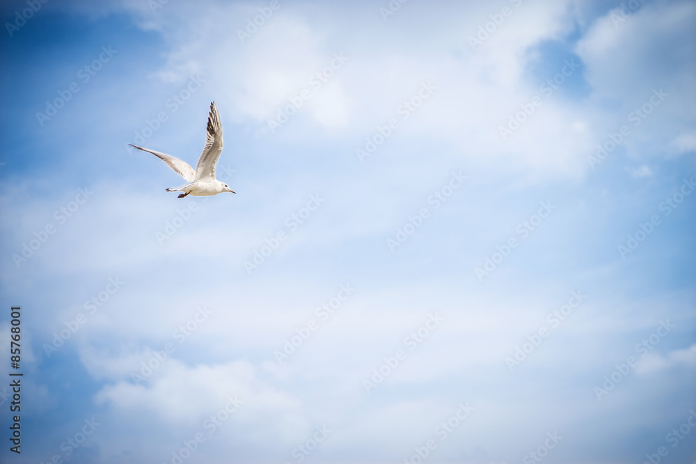 Obraz premium seagull flying